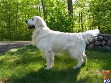 Ch Absolute Champion available Golden Retriever puppy located in HAYWARD